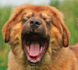 Espressioni del cane, come interpretarle?
