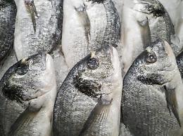 Sequestrati quasi 600 chili di pesce e generi alimentari a Chioggia: multe per migliaia di euro