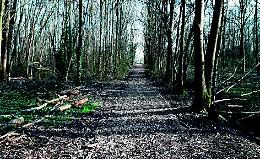 Mirano: al via la sistemazione del Bosco del Parauro