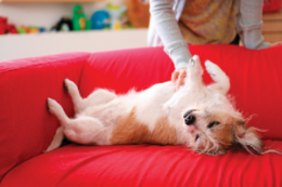 Animali domestici: il loro corpo comunica