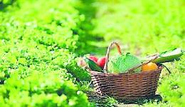 Legnaro, corsi di orticoltura e verde familiare