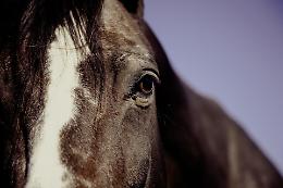 Al via a Spinea e Martellago il servizio di monitoraggio del territorio con le guardie a cavallo