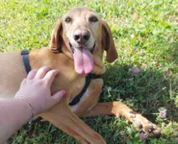 Rovigo:  la quarantena non ha bloccato le adozioni dei cani