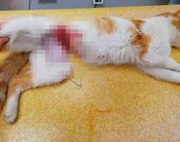 Zero Branco: “salvo”, il gatto strappato dalla morte