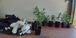 Coltivava marijuana ai fini di spaccio: arrestato 31enne di Porto Viro
