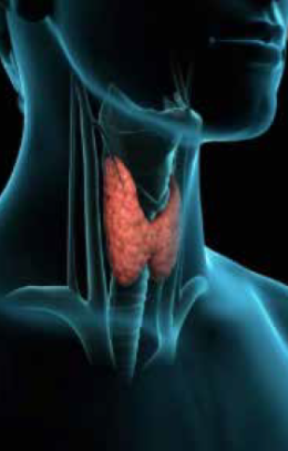 Endocrinologo: chi è e cosa cura?