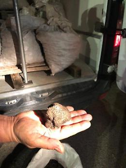 Chioggia, 850 chili di tartufi sequestrati dalla Guardia di finanza