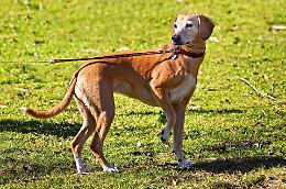 Area cani via San Zeno, a Chioggia confronto in Comune
