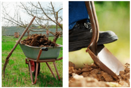 Orto e giardino e fasi lunari: ogni lavoro ha il suo momento