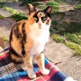 Bottrighe: strage di gatti in paese, si cerca ora la gattina Minnie