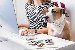 Fido in ufficio con me!