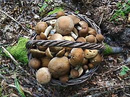 Padova, raccolta funghi: allarme avvelenamenti