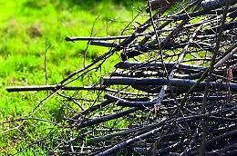 Mirano: nuova raccolta del verde, aiuti e multe