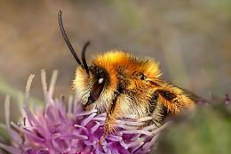 Limena: ecco il “Comune amico delle api”, le iniziative per la biodiversità