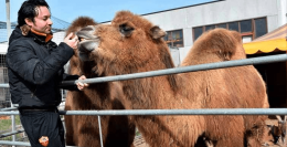 Il Circo Busnelli torna a Rovigo