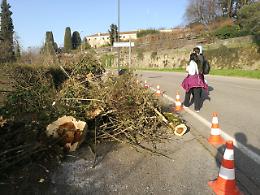 Vicenza, nuove piante a Monte Berico e in piazza Matteotti