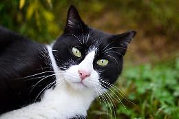 Gli “angeli” che assistono i gattini in cerca di una famiglia