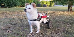 Candiana, “Così dono una seconda vita a cani e gatti”: Alessandro, il “mago” dei carrellini disabili