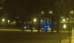 Scoperto a Campo Marzo l’albero della droga