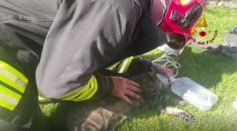 Vicenza, i vigili del fuoco salvano un gatto rianimandolo con ossigeno e massaggio cardiaco