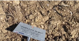 Vicenza, il sindaco "innominato" pianta il primo pioppo del parco della Pace