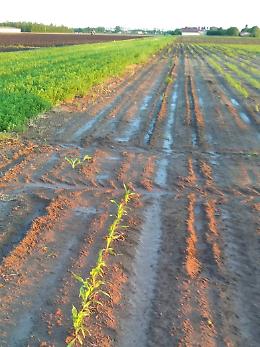Cinghiali alle Vallette: gli agricoltori minacciano la class action