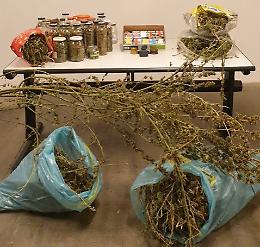 39 piante di cannabis e 4 kg di marijuana in casa: coppia arrestata