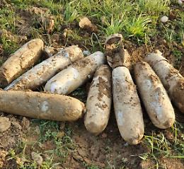 Al Parco della Pace "sbucano" vecchie bombe come funghi