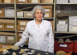 Vicenza, ecco come si sono formati i Colli Berici: un video con la conservatrice del museo