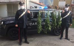 Restituiscono il cane al proprietario e scoprono la serra di marijuana