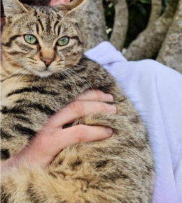 Piombino Dese: smarrito il gatto Maschio, ricompensa a chi lo ritrova