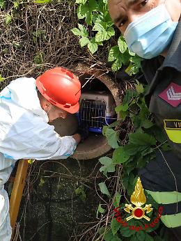 I pompieri salvano un gattino finito nel tubo di scolo