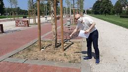 Rischiano già di morire i nuovi alberi di Campo Marzo: assetati come profughi nel deserto