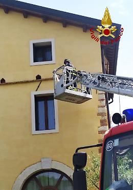 Monteviale, un piccolo gheppio cade dal nido: lo rimettono nella... casa i pompieri con l'autoscala