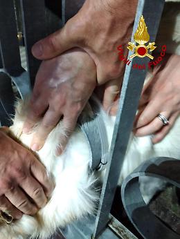 Tombolo, Labrador Maremmano incastrato con la testa nel cancello: i vigili del fuoco lo salvano