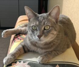 Noventa Padovana, gatto smarrito: si cerca Shiro