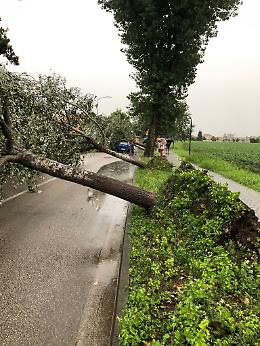 Tromba d'aria - Disastro a Maddalene: alberi sradicati finiti in strada