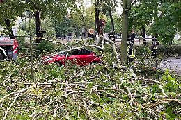 Padova, via Ugo Bassi: caduto un grosso albero per il maltempo