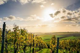 Custoza, tra filari e sapori: passeggiata in vigna con degustazione di vini