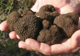 Nuove deco: ecco i piselli di Pozzolo, il tartufo di Nanto, la quaglia di Castegnero, il miele di Villaga
