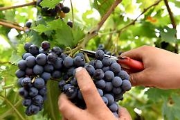La vendemmia si apre con il “sindacato di strada”: FLAI CGIL Treviso in campo contro lo sfruttamento