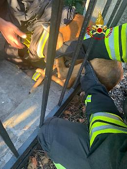 Vicenza, capriolo resta incastrato in un cancello: lo liberano i vigili del fuoco