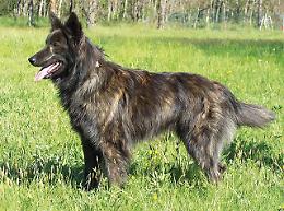 Pensa che sia un lupo e spara al cane di una famiglia in passeggiata: denunciato e armi sequestrate