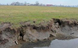 Nutrie, un pericolo per gli argini: il Veneto lancia un piano triennale da 1,5 milioni