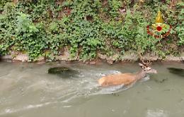 Rosà, un cervo finisce nel canale. Salvato dai vigili del fuoco e liberato sul Grappa