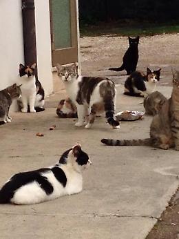 Vicenza, sorgerà in via Mantovani in Gogna l'oasi felina per gatti senza padrone