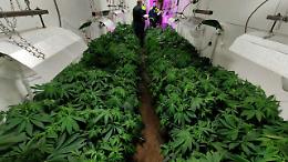 18 kg di marijuana nel capannone a Zané: arrestato 46enne di Malo