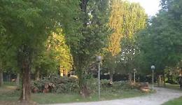 Conselve, abbattuti 32 pioppi: “Pianteremo altri alberi”