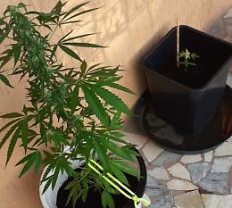 A Vicenza denunciata con YouPol: coltivava marijuana nel terrazzo di casa