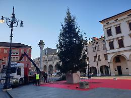Rovigo, è arrivato l'albero di Natale